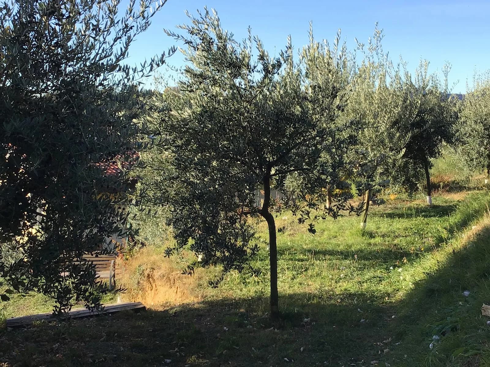 Agriturismo Al Robale