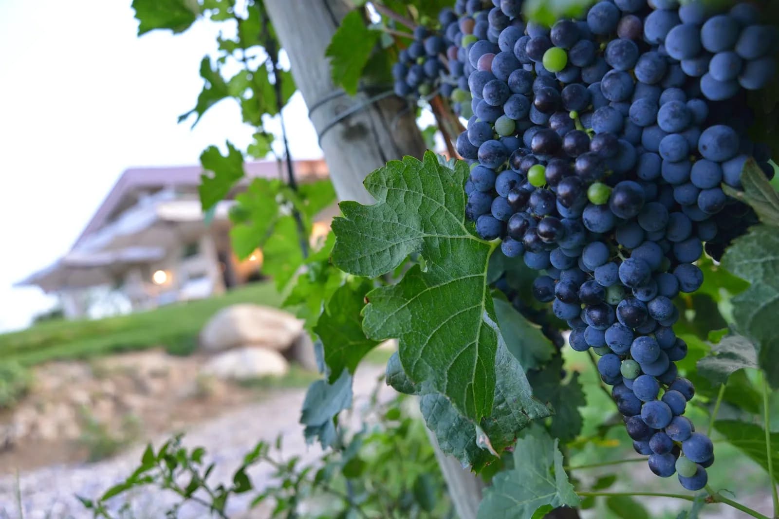 Agriturismo Colle Dei Pivi
