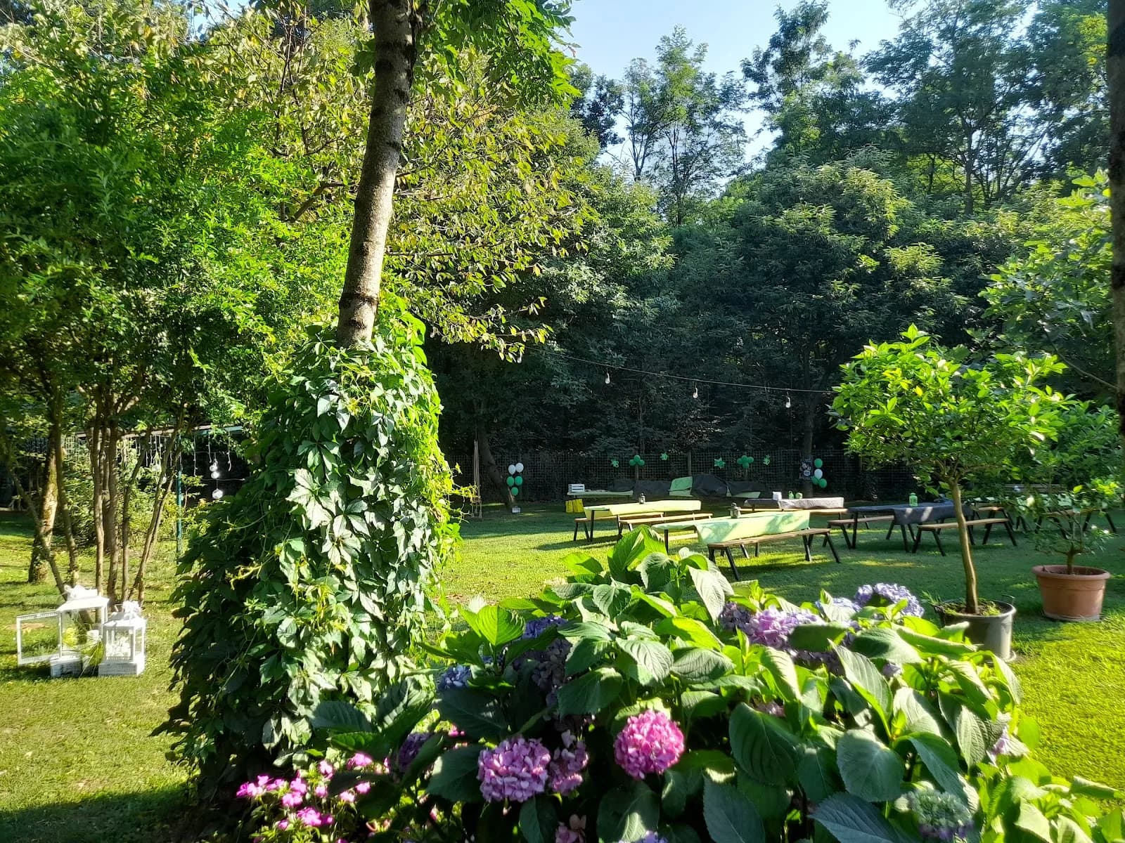 Aura Garden