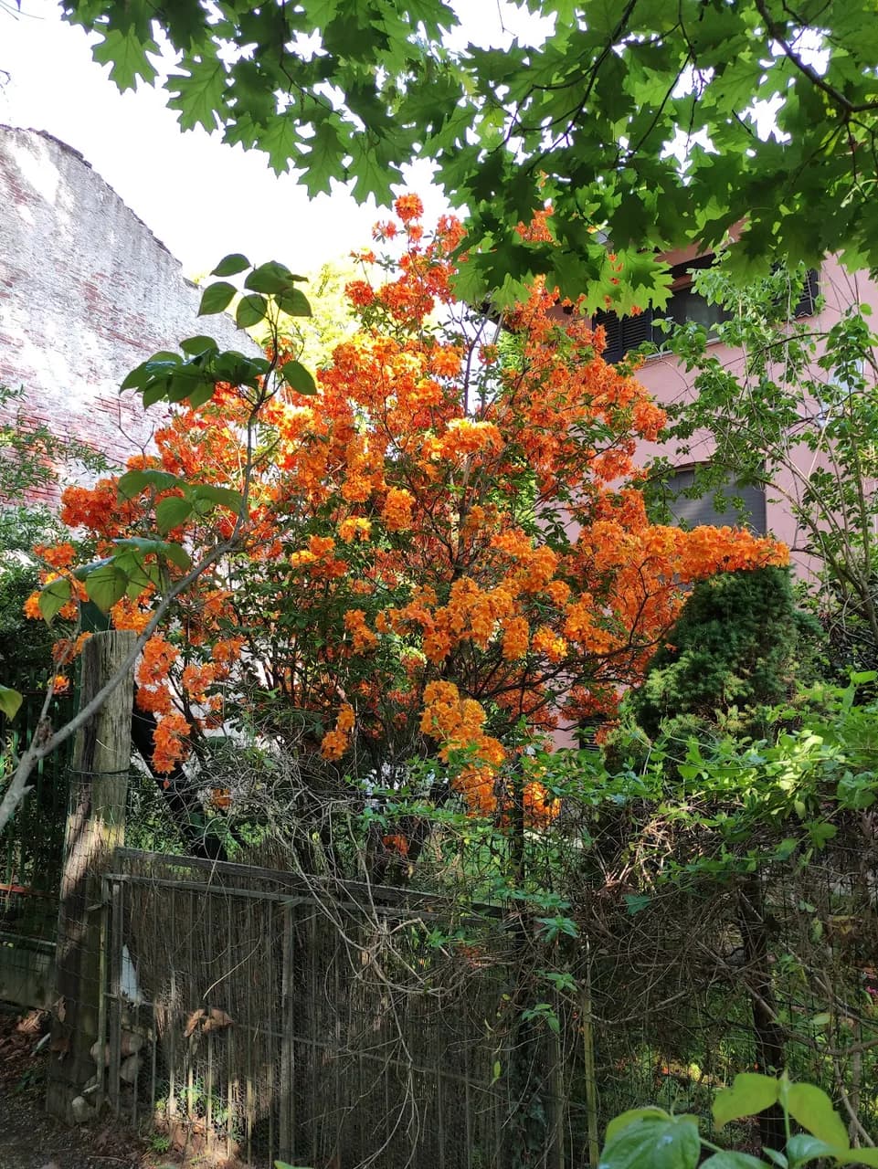 Location Giardino Leonelli