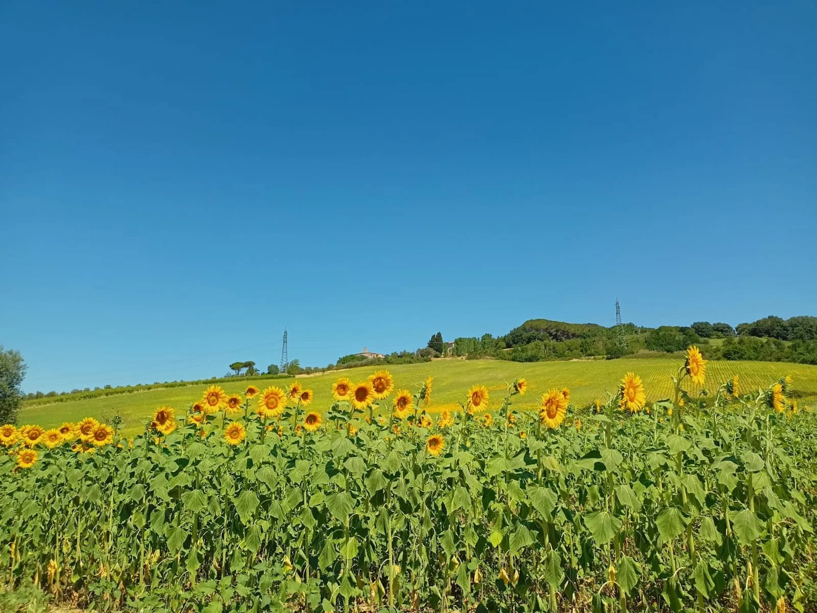 Podere San Donato