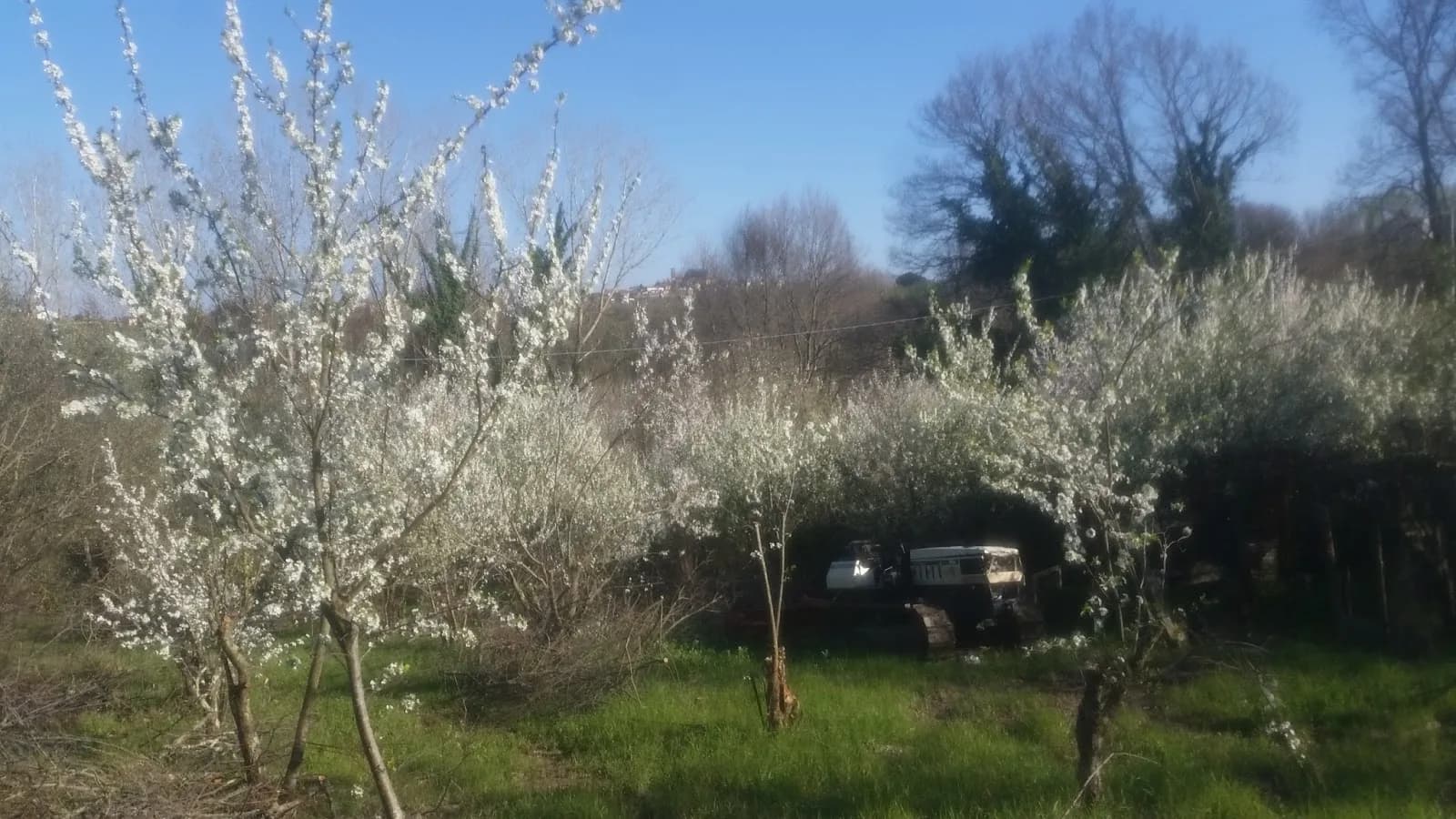 Tenuta Il Pino