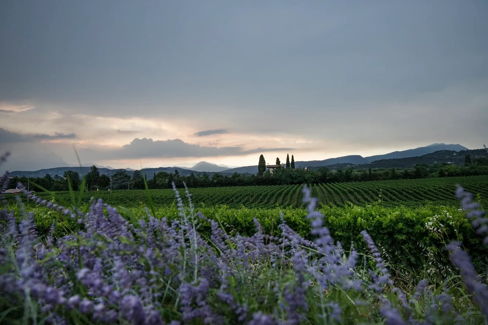 Tenuta La Ca