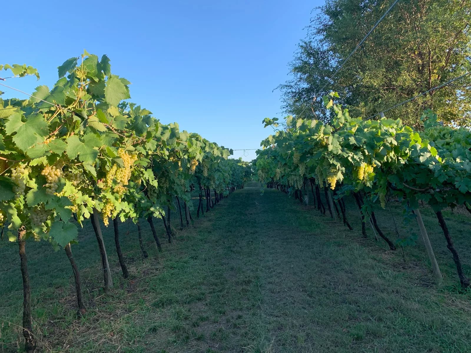 Tenuta Maule