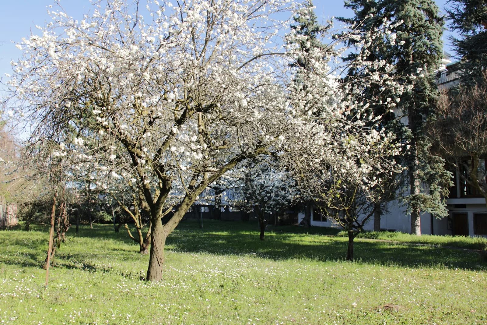 Villa Delle Rose