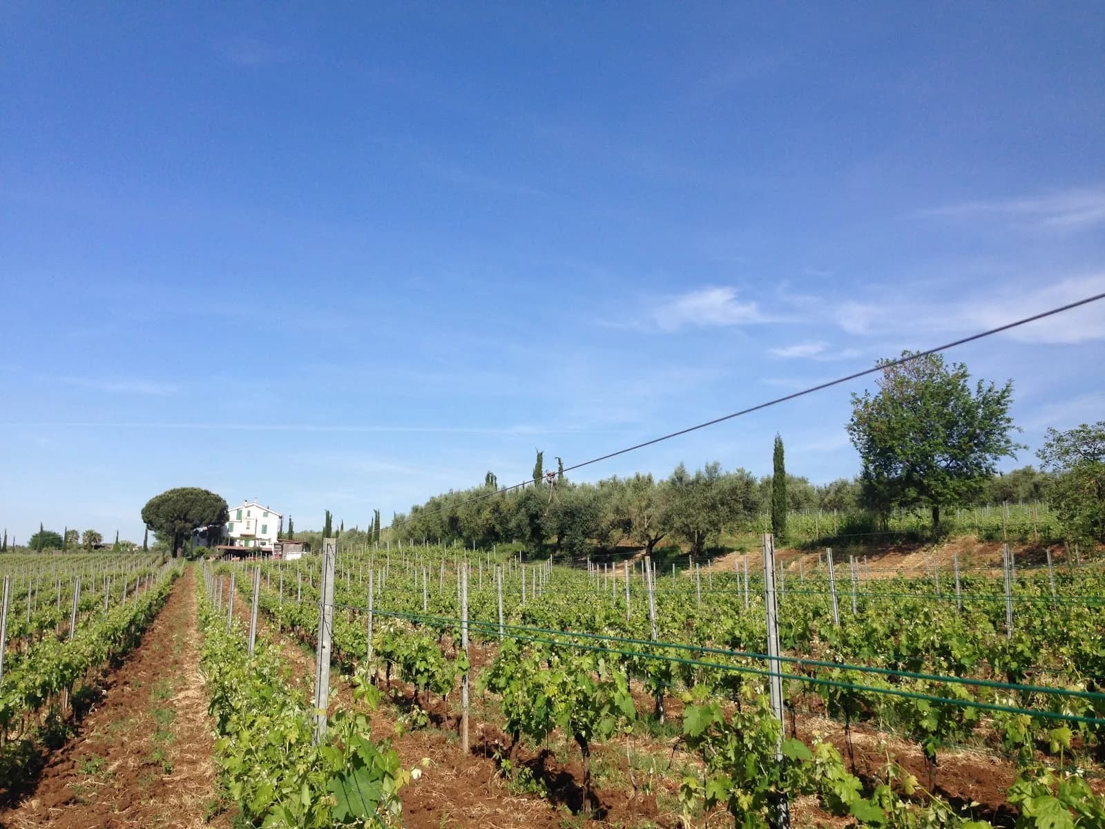 Le Rose Cantina e Cucina