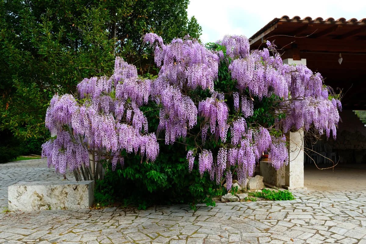Villa Nur