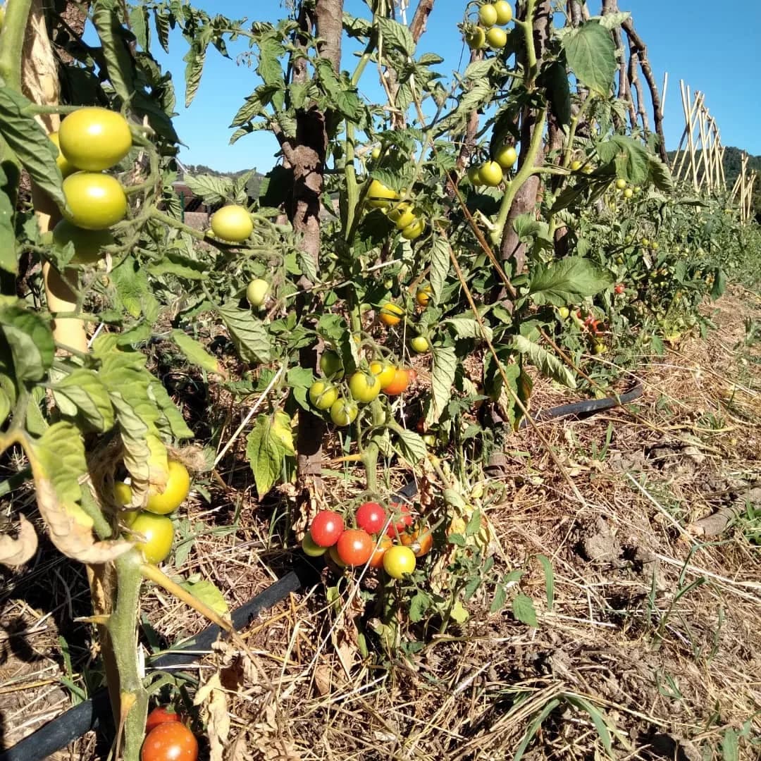 Agriturismo Aia Leccioni