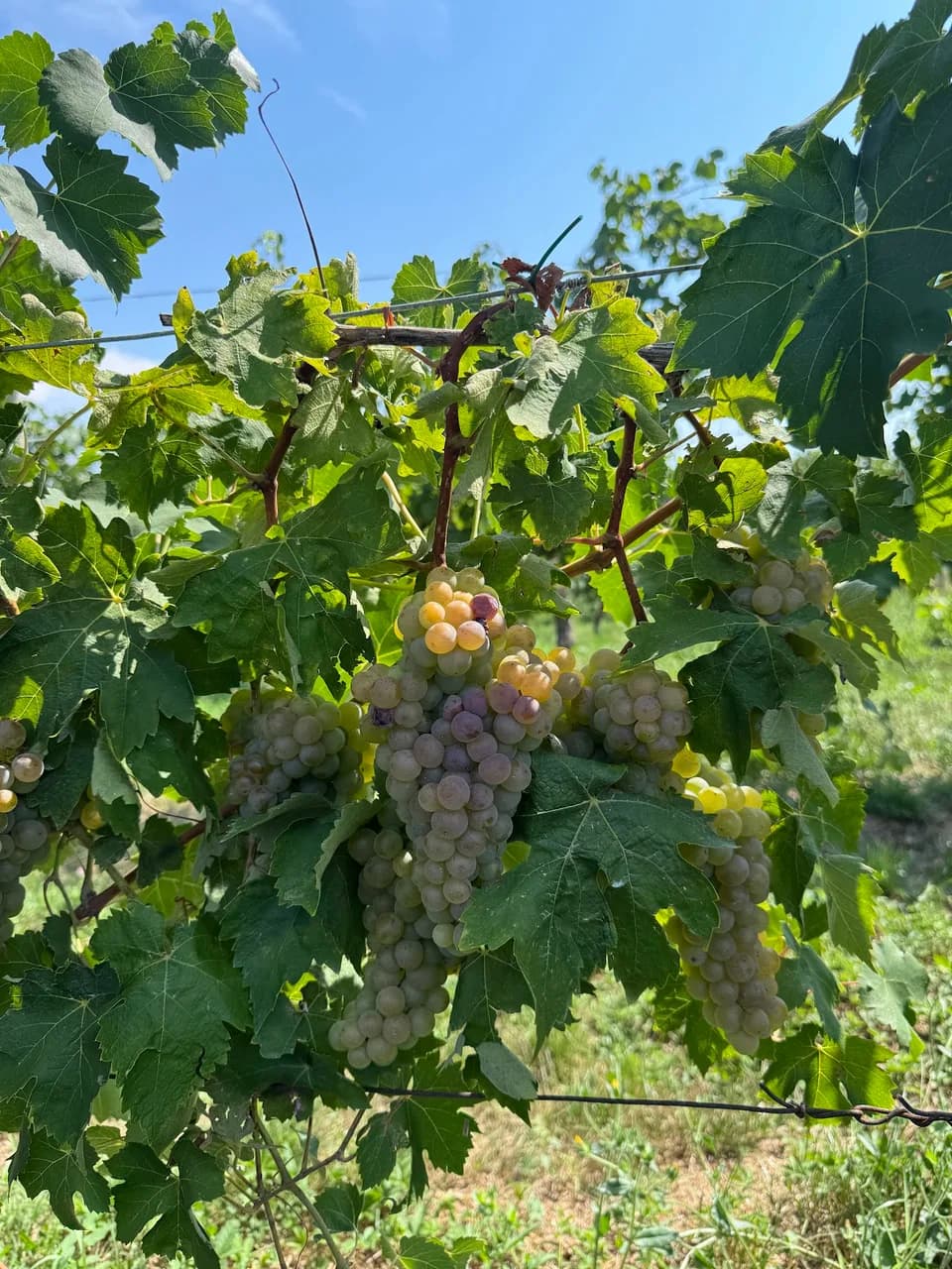 Famiglia Olivini