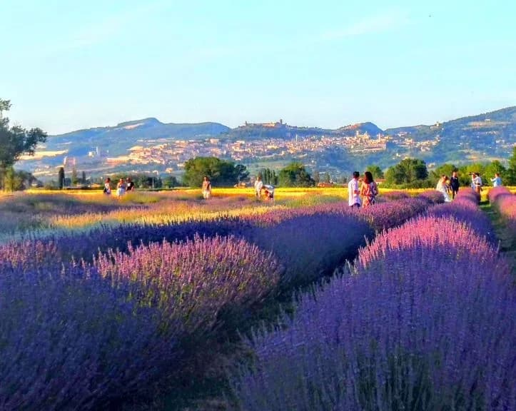 Il Lavandeto Di Assisi