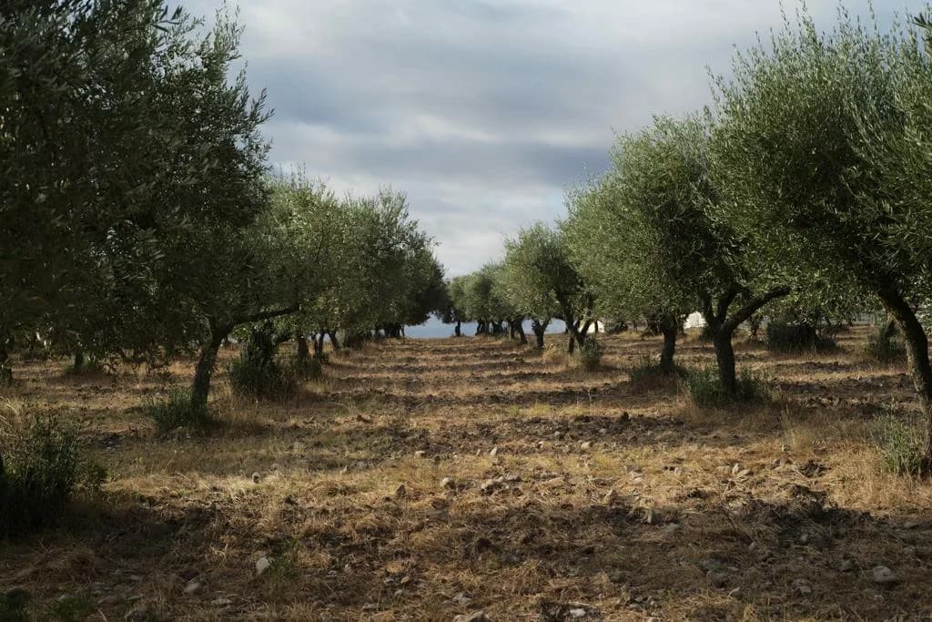 Masseria Santagapito