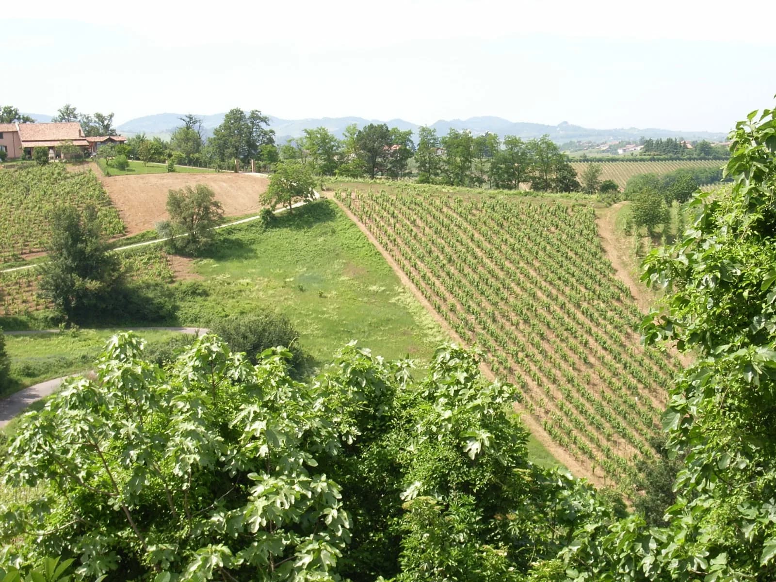 Tenuta Mazzolino