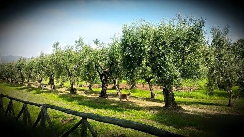 Il Torrino dei Gelsi