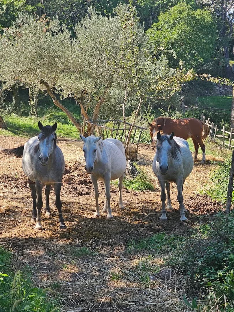 Borgo Cerquelle