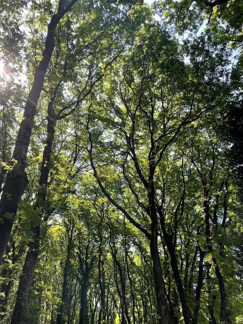 Il Bosco di Paliano