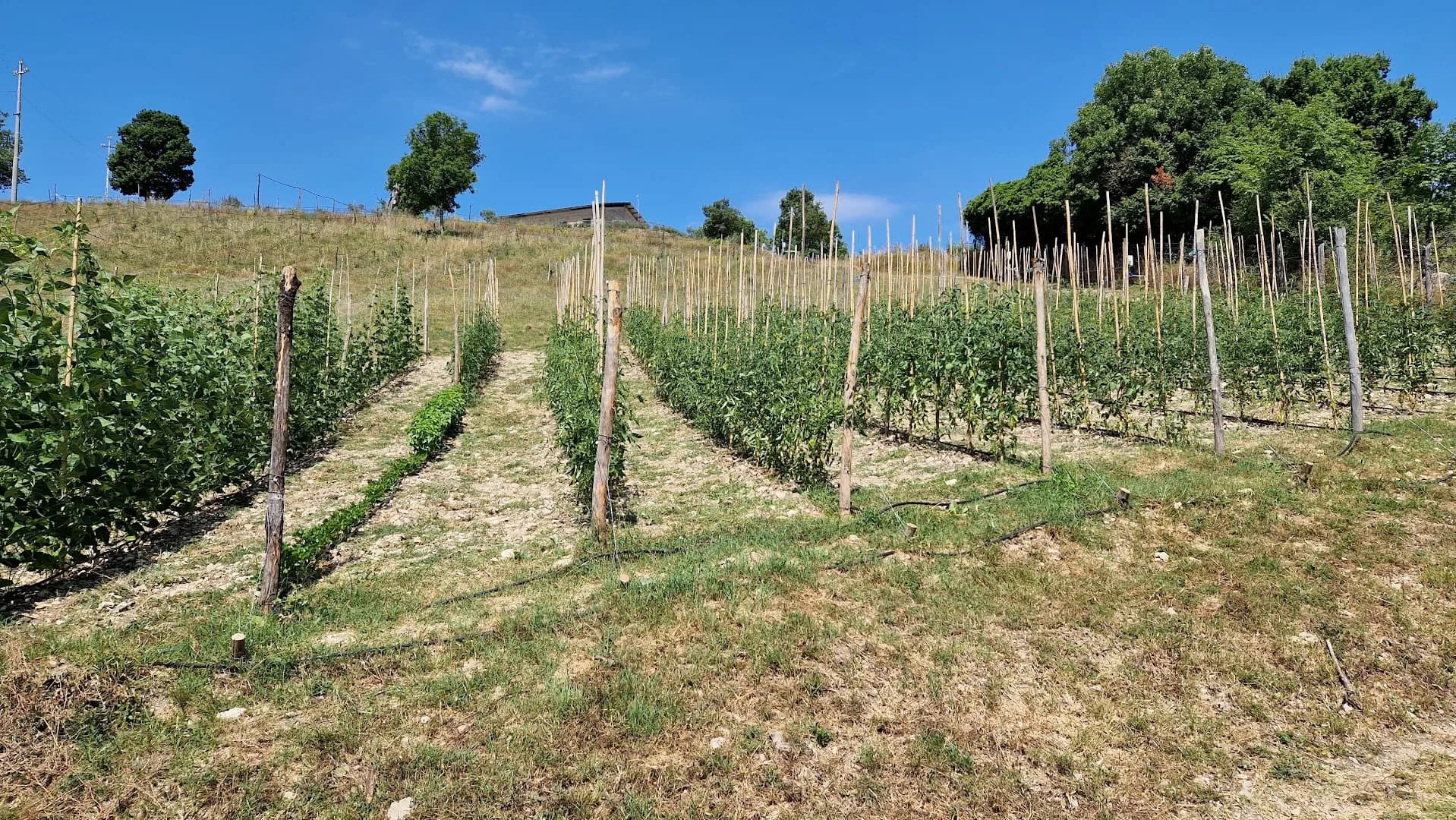 Fattoria del Borgo in Sabina